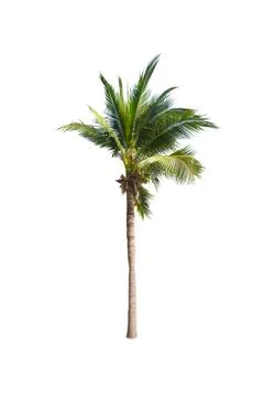 Palm tree or Coconut tree ,a green leaf isolation for summer background ,relax a Stockfoto's