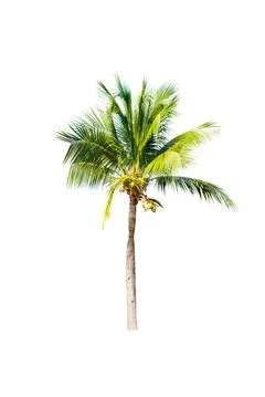 Palm tree or Coconut tree ,a green leaf isolation for summer background ,relax a Stock Photos