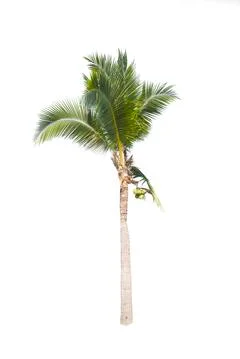 Palm tree or Coconut tree ,a green leaf isolation for summer background ,relax a Stock Photos