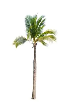 Palm tree or Coconut tree ,a green leaf isolation for summer background ,relax a Stock Photos