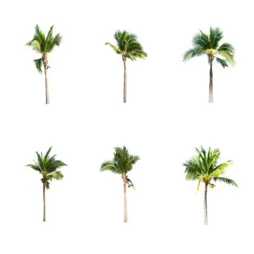 Palm tree or Coconut tree ,a green leaf isolation for summer background ,relax a Stock Photos