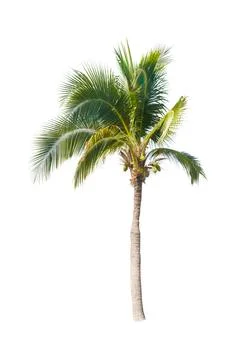 Palm tree or Coconut tree ,a green leaf isolation for summer background ,relax a Stock Photos