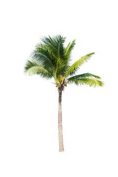 Palm tree or Coconut tree ,a green leaf isolation for summer background ,relax a Stock Photos