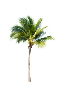 Palm tree or Coconut tree ,a green leaf isolation for summer background ,relax a Stock Photos