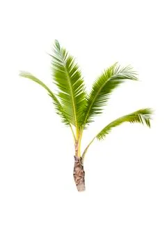 Palm tree or Coconut tree ,a green leaf isolation for summer background ,relax a Stock Photos