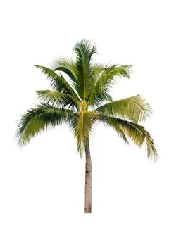 Palm tree or Coconut tree ,a green leaf isolation for summer background ,relax a Stock Photos