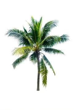 Palm tree or Coconut tree ,a green leaf isolation for summer background ,relax a Stock Photos