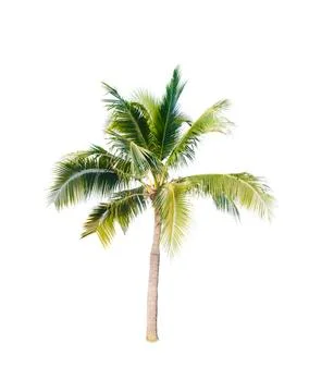 Palm tree or Coconut tree ,a green leaf isolation for summer background ,relax a Stock Photos