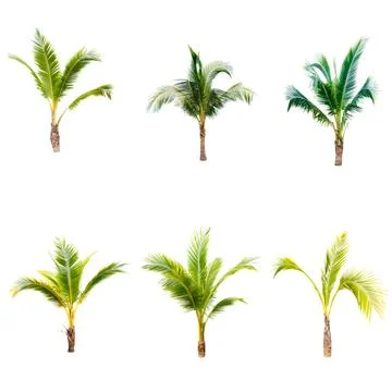 Palm tree or Coconut tree ,a green leaf isolation for summer background ,relax a Stock Photos