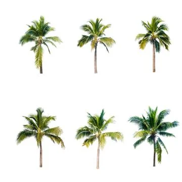 Palm tree or Coconut tree ,a green leaf isolation for summer background ,relax a Stock Photos