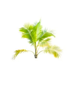 Palm tree or Coconut tree ,a green leaf isolation for summer background ,relax a Stock Photos