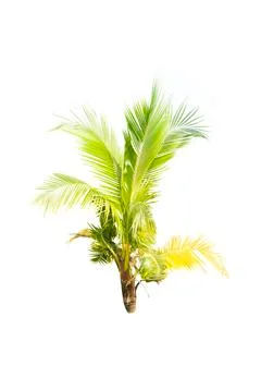 Palm tree or Coconut tree ,a green leaf isolation for summer background ,relax a Stock Photos