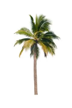 Palm tree or Coconut tree ,a green leaf isolation for summer background ,relax a Stock Photos