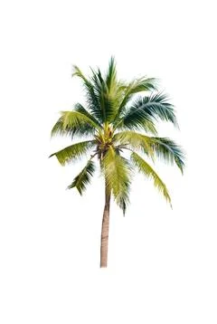 Palm tree or Coconut tree ,a green leaf isolation for summer background ,relax a Stock Photos