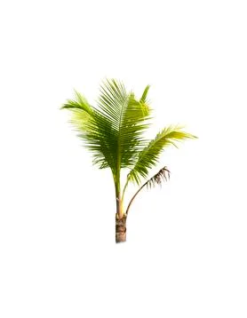Palm tree or Coconut tree ,a green leaf isolation for summer background ,relax a Stock Photos