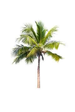 Palm tree or Coconut tree ,a green leaf isolation for summer background ,relax a Stock Photos
