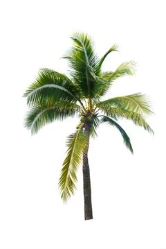 Palm tree or Coconut tree ,a green leaf isolation for summer background ,relax a Stock Photos