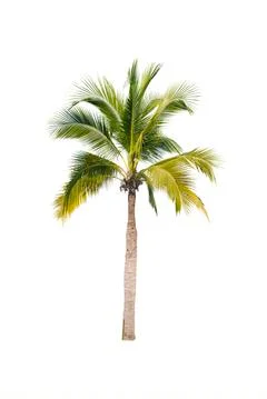 Palm tree or Coconut tree ,a green leaf isolation for summer background ,relax a Stock Photos