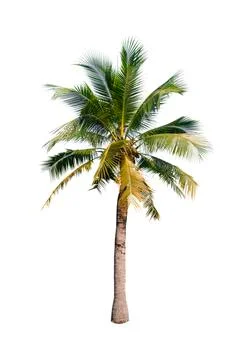 Palm tree or Coconut tree ,a green leaf isolation for summer background ,relax a Stock Photos