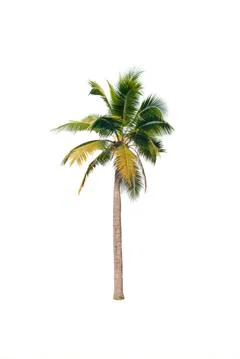Palm tree or Coconut tree ,a green leaf isolation for summer background ,relax a Stock Photos