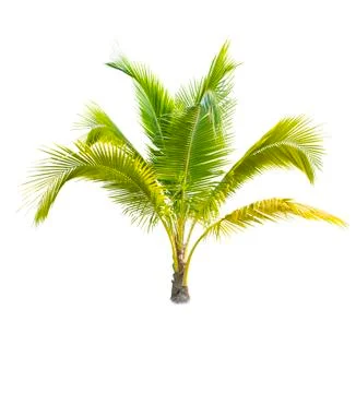 Palm tree or Coconut tree ,a green leaf isolation for summer background ,relax a Stock Photos