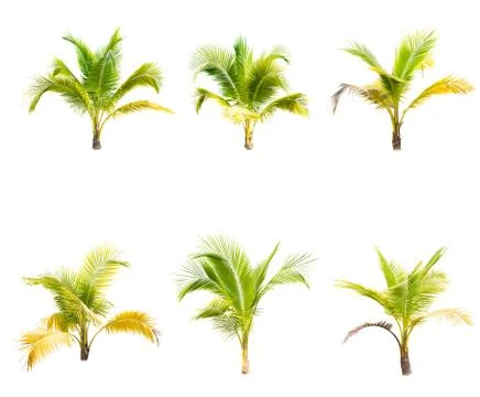 Palm tree or Coconut tree ,a green leaf isolation for summer background ,relax a Stock Photos