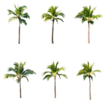 Palm tree or Coconut tree ,a green leaf isolation for summer background ,relax a Stock Photos