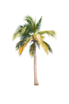 Palm tree or Coconut tree ,a green leaf isolation for summer background ,relax a Stock Photos