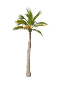 Palm tree or Coconut tree ,a green leaf isolation for summer background ,relax a Stock Photos