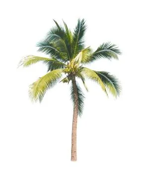 Palm tree or Coconut tree ,a green leaf isolation for summer background ,relax a Stock Photos