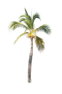 Palm tree or Coconut tree ,a green leaf isolation for summer background ,relax a Fotos de archivo