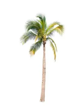 Palm tree or Coconut tree ,a green leaf isolation for summer background ,relax a Stock Photos