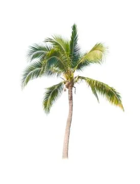 Palm tree or Coconut tree ,a green leaf isolation for summer background ,relax a Stock Photos