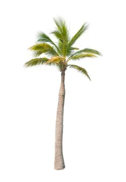 Palm tree or Coconut tree ,a green leaf isolation for summer background ,relax a Stock Photos