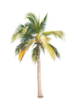 Palm tree or Coconut tree ,a green leaf isolation for summer background ,relax a Stock Photos