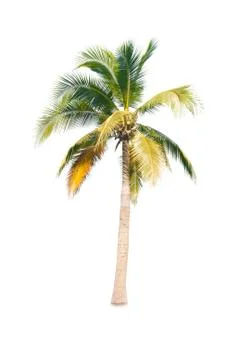 Palm tree or Coconut tree ,a green leaf isolation for summer background ,relax a Stock Photos