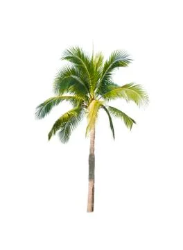 Palm tree or Coconut tree ,a green leaf isolation for summer background ,relax a Stock Photos