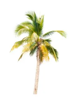 Palm tree or Coconut tree ,a green leaf isolation for summer background ,relax a Stock Photos