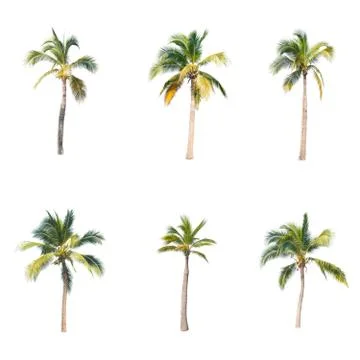Palm tree or Coconut tree ,a green leaf isolation for summer background ,relax a Stock Photos