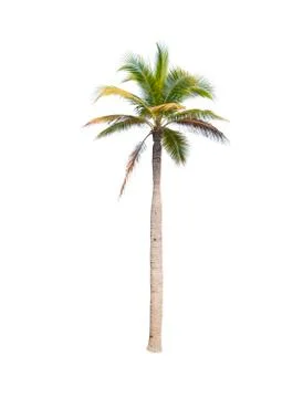 Palm tree or Coconut tree ,a green leaf isolation for summer background ,relax a Stock Photos