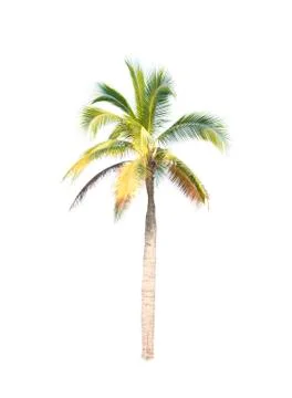 Palm tree or Coconut tree ,a green leaf isolation for summer background ,relax a Stock Photos