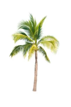 Palm tree or Coconut tree ,a green leaf isolation for summer background ,relax a Stock Photos