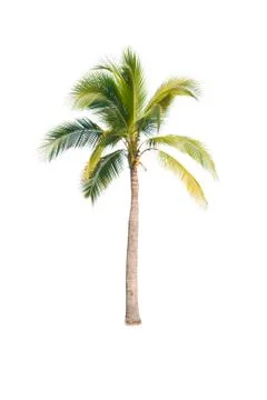 Palm tree or Coconut tree ,a green leaf isolation for summer background ,relax a Stock Photos
