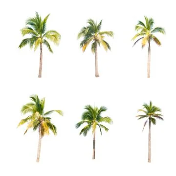 Palm tree or Coconut tree ,a green leaf isolation for summer background ,relax a Stock Photos
