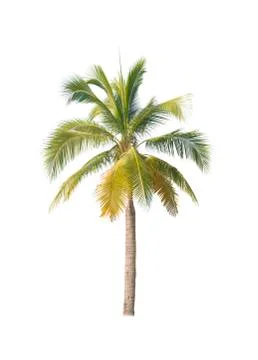 Palm tree or Coconut tree ,a green leaf isolation for summer background ,relax a Stock Photos