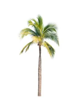 Palm tree or Coconut tree ,a green leaf isolation for summer background ,relax a Stock Photos