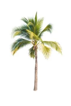 Palm tree or Coconut tree ,a green leaf isolation for summer background ,relax a Stock Photos