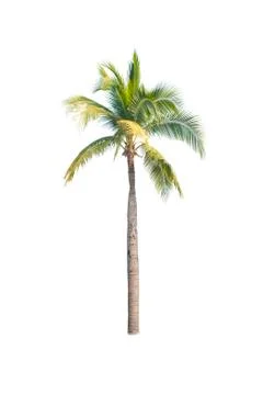 Palm tree or Coconut tree ,a green leaf isolation for summer background ,relax a Foto stock
