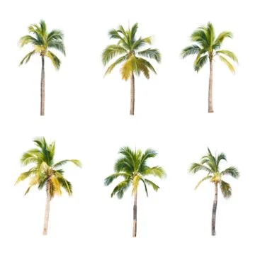 Palm tree or Coconut tree ,a green leaf isolation for summer background ,relax a Stock Photos