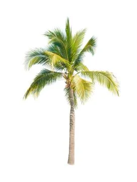 Palm tree or Coconut tree ,a green leaf isolation for summer background ,relax a 写真素材